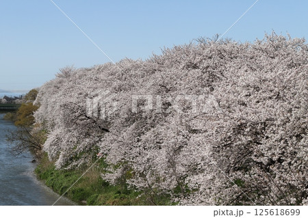 春の埼玉県元荒川沿いに咲くソメイヨシノの桜の花の風景 125618699