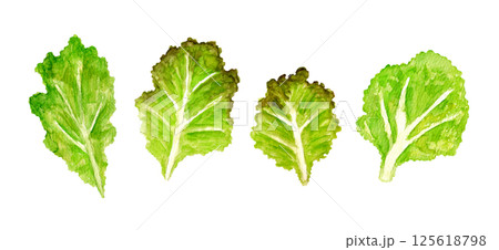 ベビーフリルレタスの手描き水彩イラスト 125618798