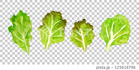 ベビーフリルレタスの手描き水彩イラスト 125618798