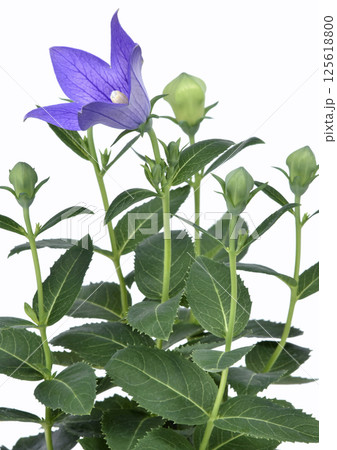桔梗の花 秋の七草のひとつ A3(fix撮影) 桔梗の花 秋の七草のひとつ A3(fix撮影) 125618800
