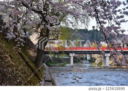 日本の岐阜県　春の高山市　満開の桜と観光名所の中橋　宮川沿いの土手に積もった桜の花びら 125618890