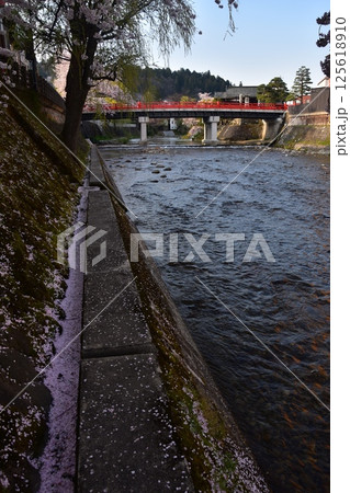 日本の岐阜県　春の高山市　満開の桜と観光名所の中橋　宮川沿いの土手に積もった桜の花びら 125618910
