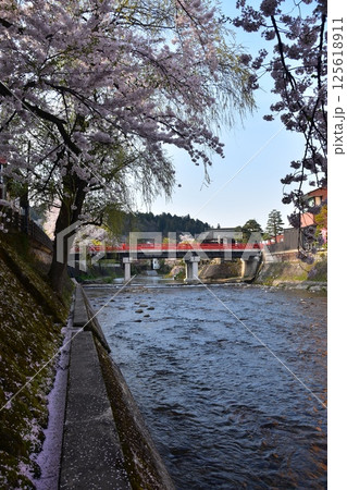 日本の岐阜県　春の高山市　満開の桜と観光名所の中橋　宮川沿いの土手に積もった桜の花びら 125618911