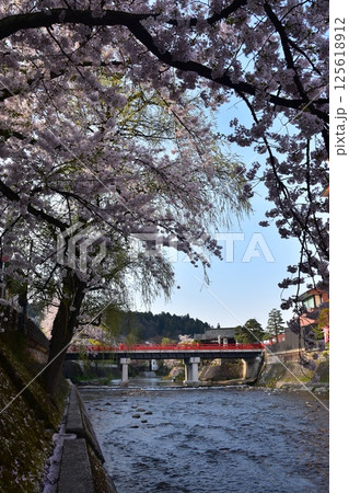 日本の岐阜県　春の高山市　満開の桜と観光名所の中橋　宮川沿いの土手に積もった桜の花びら 125618912