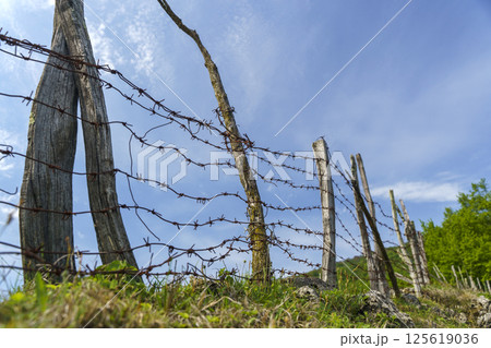 Old barbed wire fence with wooden posts on a farm pasture in nature 125619036
