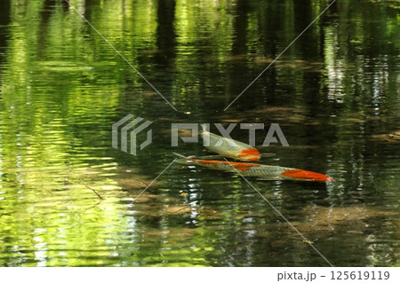 小川を優雅に泳ぐ錦鯉 125619119