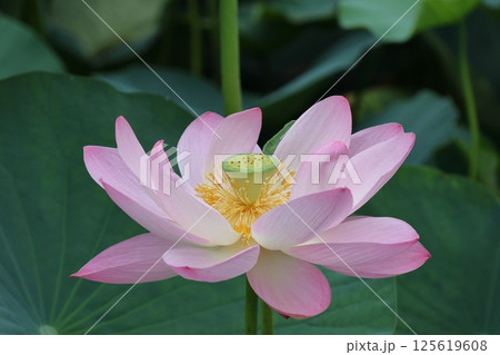 都立水元公園の「ハス池」ハスの花　六月下旬から七月いっぱい　東京都葛飾区 125619608
