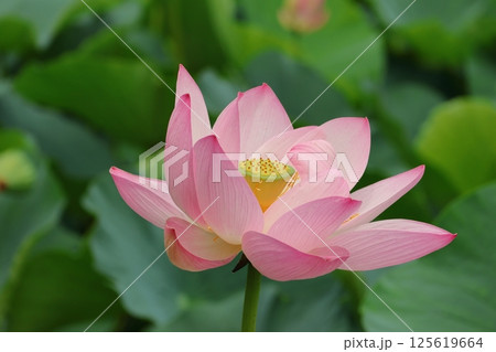 都立水元公園の「ハス池」ハスの花 六月下旬から七月いっぱい 東京都葛飾区 都立水元公園の「ハス池」ハスの花 六月下旬から七月いっぱい 東京都葛飾区 125619664