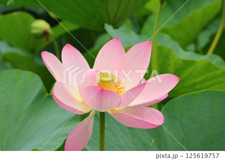 都立水元公園の「ハス池」ハスの花　六月下旬から七月いっぱい　東京都葛飾区 125619757