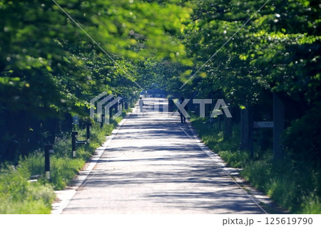 辰巳の森緑道公園の並木道(東京都江東区) 辰巳の森緑道公園の並木道(東京都江東区) 125619790