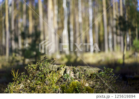 Table wood stomp podium in nature forest background. Place for Product display  125619894