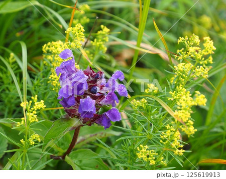 八方尾根のウツボグサ 八方尾根のウツボグサ 125619913