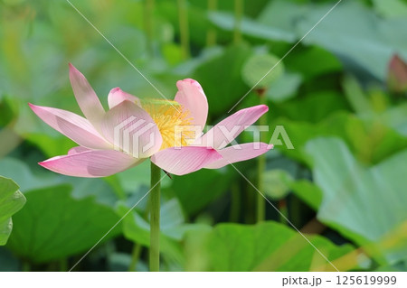 都立水元公園の「ハス池」ハスの花　六月下旬から七月いっぱい　東京都葛飾区 125619999