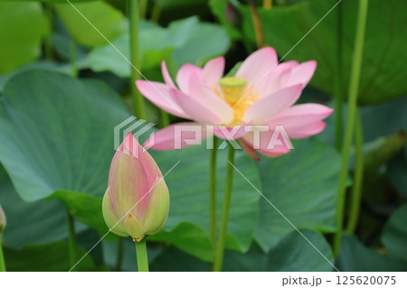 都立水元公園の「ハス池」ハスの花　六月下旬から七月いっぱい　東京都葛飾区 125620075