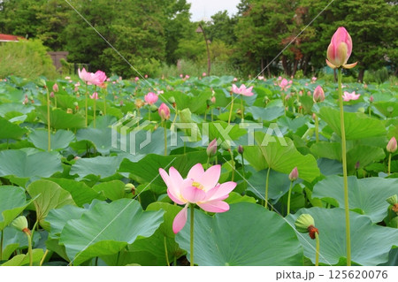 都立水元公園の「ハス池」ハスの花　六月下旬から七月いっぱい　東京都葛飾区 125620076