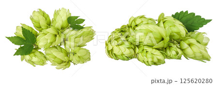 Hop cones isolated on white background. Beer brewing ingredients. Top view. Flat lay 125620280