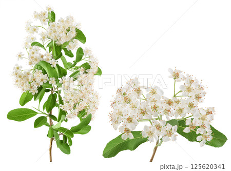 Pyracantha flowering branch isolated on white background Pyracantha flowering branch isolated on white background 125620341