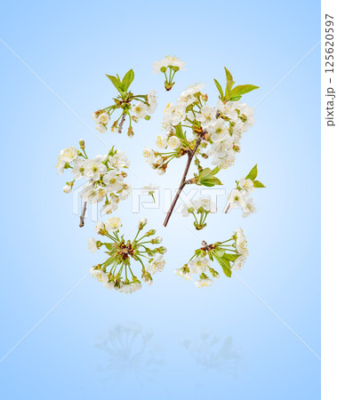 Beautiful cherry blossoms with white flowers flying in the air on a blue background. Concept of spring, Easter, spring blooming flowers. 125620597