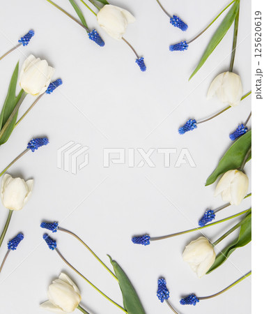 Spring flower frame made of blue muscari flowers and white tulips with place for text. Happy Mother's Day greeting card, happy birthday. Floral background for new product, sale, cosmetic, presentation Spring flower frame made of blue muscari flowers and white tulips with place for text. Happy Mother's Day greeting card, happy birthday. Floral background for new product, sale, cosmetic, presentation 125620619