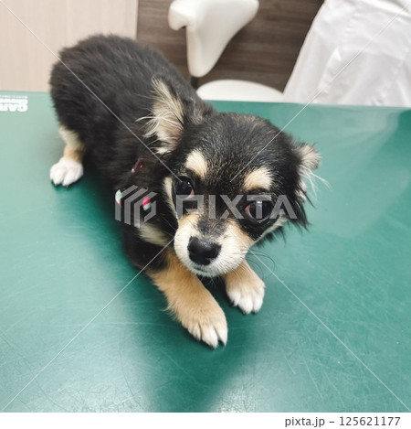 処置台の上で怯えるポメチワの子犬 125621177
