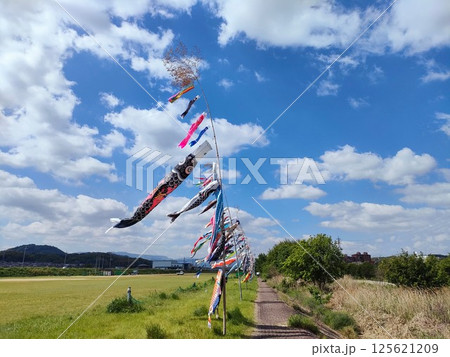 鯉のぼり 125621209