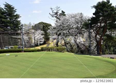 神奈川県　川崎国際生田緑地ゴルフ場と満開サクラ 125621661