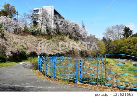 川崎市　生田緑地西口広場散策路と満開サクラと専修大学 125621662