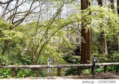 川崎市　生田緑地奥の池と新緑 125621665