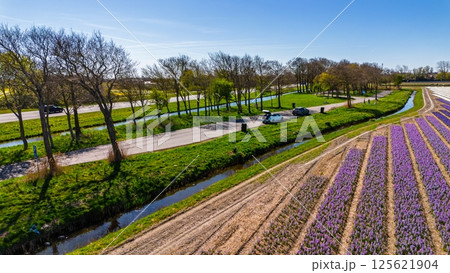 A top-down aerial view of a colorful flower field with neatly arranged rows, a curved rural road, a canal, and a highway with moving cars casting long morning shadows. Peaceful spring scene. A top-down aerial view of a colorful flower field with neatly arranged rows, a curved rural road, a canal, and a highway with moving cars casting long morning shadows. Peaceful spring scene. 125621904
