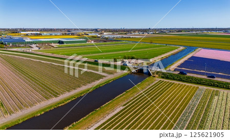 Colorful tulip fields in full bloom stretch across the landscape, intersected by canals and roads, with cyclists and a village visible in the background under a clear blue sky. Colorful tulip fields in full bloom stretch across the landscape, intersected by canals and roads, with cyclists and a village visible in the background under a clear blue sky. 125621905