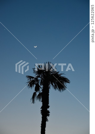 南の夕空とヤシの木と三日月と宵の明星 125622065