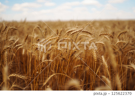 Amazing background of ripening ears of yellow wheat field against blue sky. Harvest nature growth. 125622370