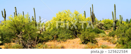 Palo Verde Tree, Sonora Desert, Spring and in bloom Palo Verde Tree, Sonora Desert, Spring and in bloom 125622584