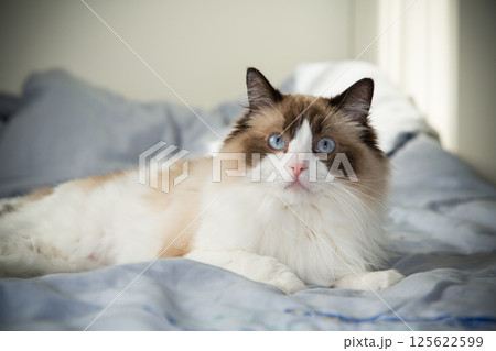 funny fluffy cat lying on bed, Ragdoll breed 125622599