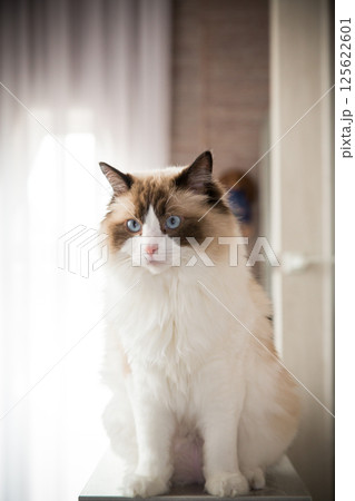 white with brown spots fluffy cat, breed Ragdoll white with brown spots fluffy cat, breed Ragdoll 125622601