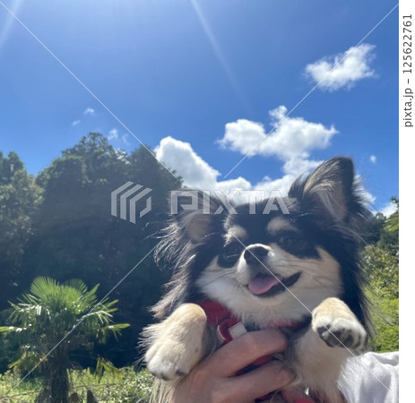 真夏の太陽の元で笑顔をみせるポメチワの子犬 125622761