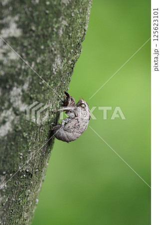 ニイニイゼミの抜け殻 125623101