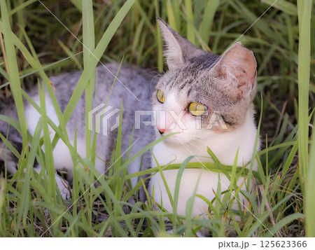 見つめる猫 見つめる猫 125623366