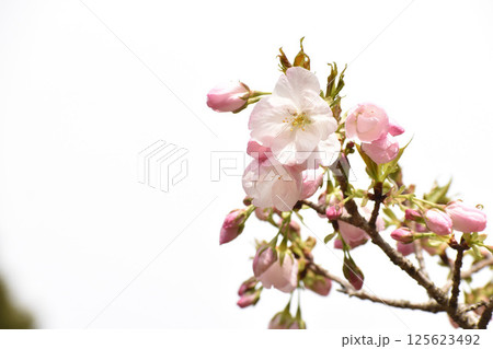 可憐なピンクの桜　御車返 125623492