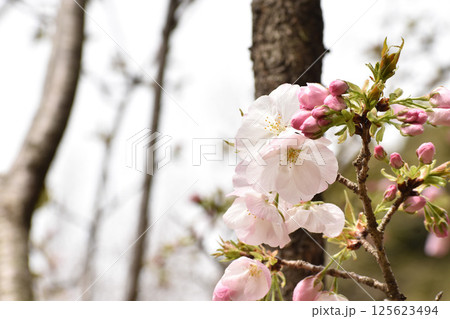 可憐なピンクの桜　御車返 125623494