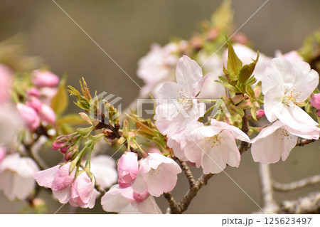 可憐なピンクの桜　御車返 125623497