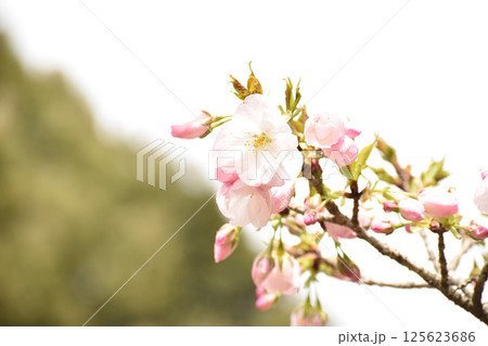 可憐なピンクの桜　御車返 125623686