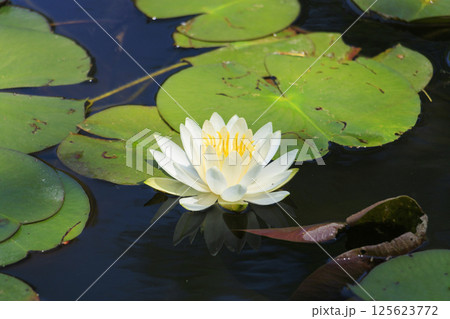 レッドヒルヒーサの森　水蓮と春の花々 125623772