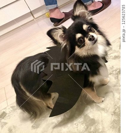 バットマンの仮装をするポメチワの子犬 125623785