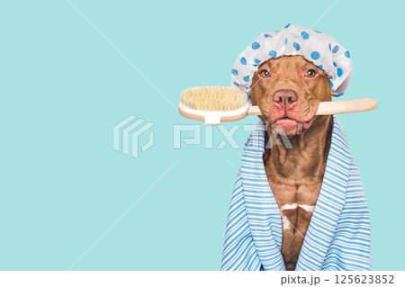 Cute dog, shower cap, washing brush and blue towel 125623852