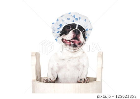 Cute puppy sitting in a big wooden barrel. Cute puppy sitting in a big wooden barrel. 125623855