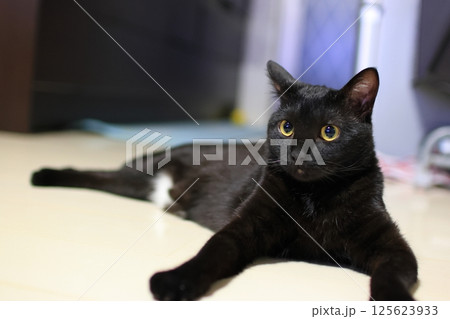 床に寝転ぶ黒猫 125623933