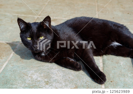 可愛い野良猫の子猫 可愛い野良猫の子猫 125623989