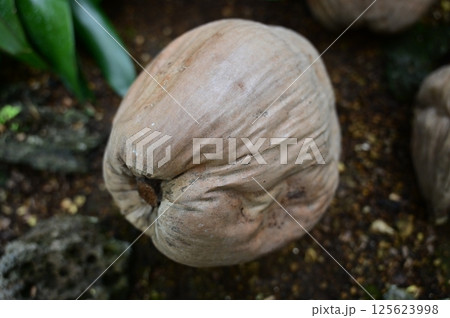 ココヤシの実 125623998