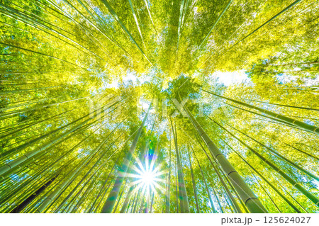 日本の横浜都市景観 黄色く染まる竹林と差し込む太陽光…希望の光…＝令和7年4月29日 125624027
